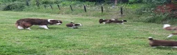 Border Collie dogs for sale: Red and white border collie puppies  in Rugeley - Advert 10