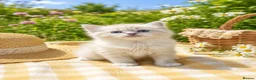 Ragdoll cats for sale: Ragdoll Kittens GCCF lilac and Blue beautiful  - Advert 6