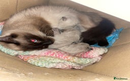 Ragdoll cats for sale: Pure breed Ragdolls  - Image 6