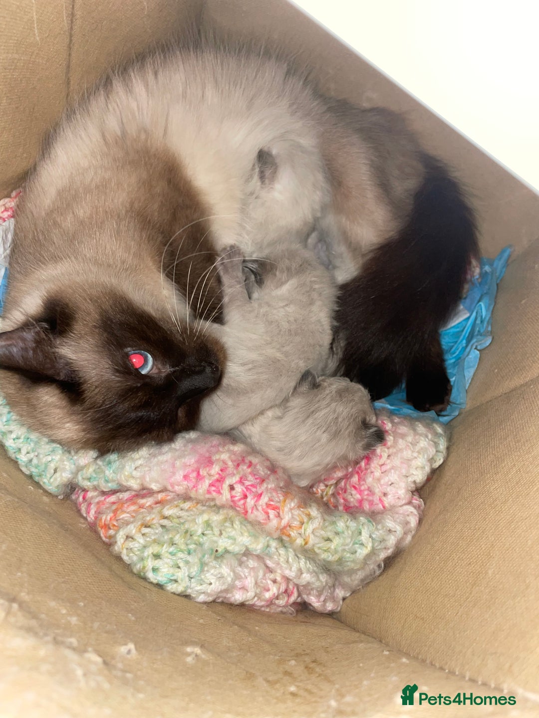 Ragdoll cats for sale: Pure breed Ragdolls  - Image 6