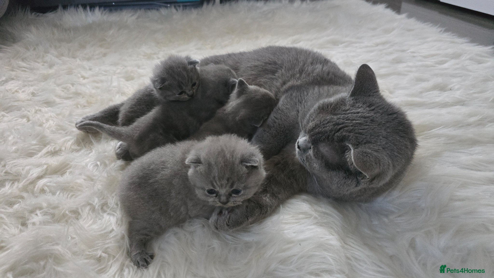 British Shorthair cats Little British shorthair kittens  - Advert 2