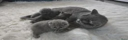 British Shorthair cats for sale: Little British shorthair kittens  in Wantage - Advert 1