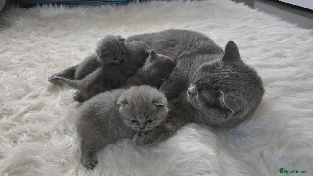 British Shorthair cats for sale: Little British shorthair kittens  in Wantage - Advert 1