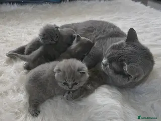 British Shorthair cats Little British shorthair kittens - Advert 1