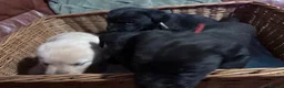 Labrador Retriever dogs for sale: Labrador puppies - Advert 6