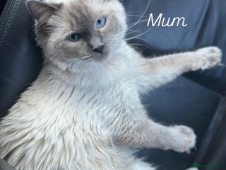 Persian cats PERSIAN-RAGDOLL OR “PERDOLL” KITTENS - Advert 6