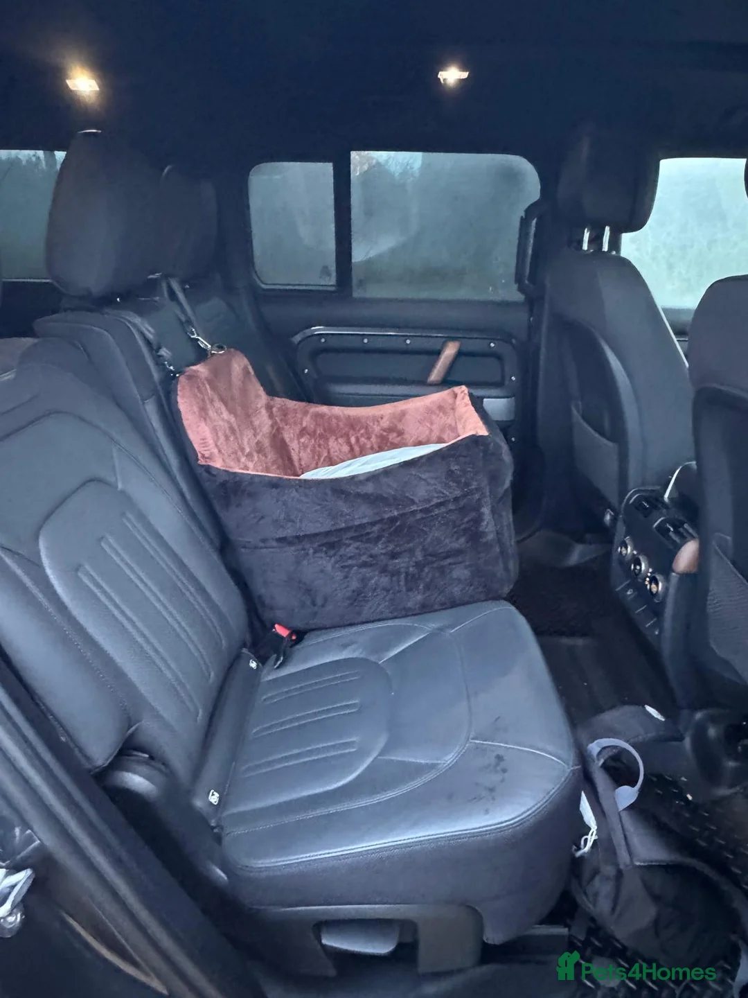 Maltipoo dogs for sale: F1 MALTIPOO PUPPY BOY Cream Colour 10 Weeks Old - Advert 14