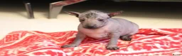 Mexican Hairless dogs for sale: Mini size girl. - Advert 1