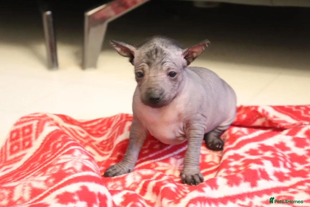 Mexican Hairless dogs for sale: Mini size girl. - Advert 1
