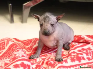 Mexican Hairless dogs Mini size girl. - Advert 1