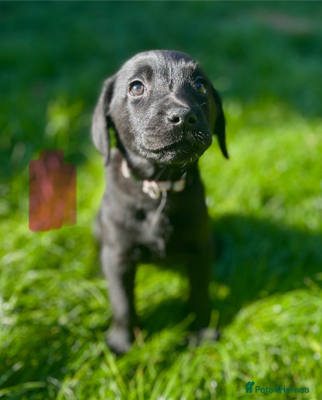 Labrador Retriever dogs for sale: 3 Beautiful female Labradors ready to leave❤️ - Image 4