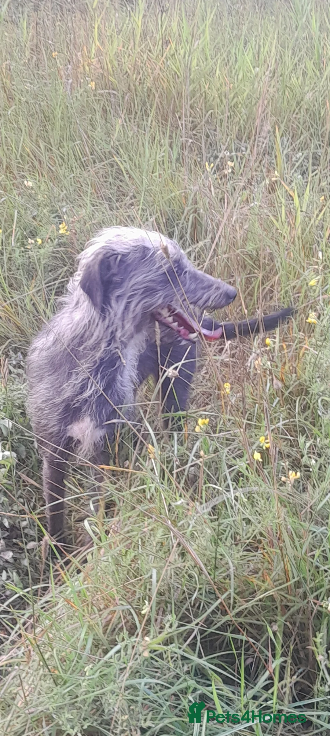Bedlington Terrier dogs for sale: Bedlington whippet puppies  - Advert 2