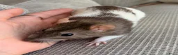 Rat rodents for sale: 3 gorgeous girls looking for a loving new home  - Advert 5