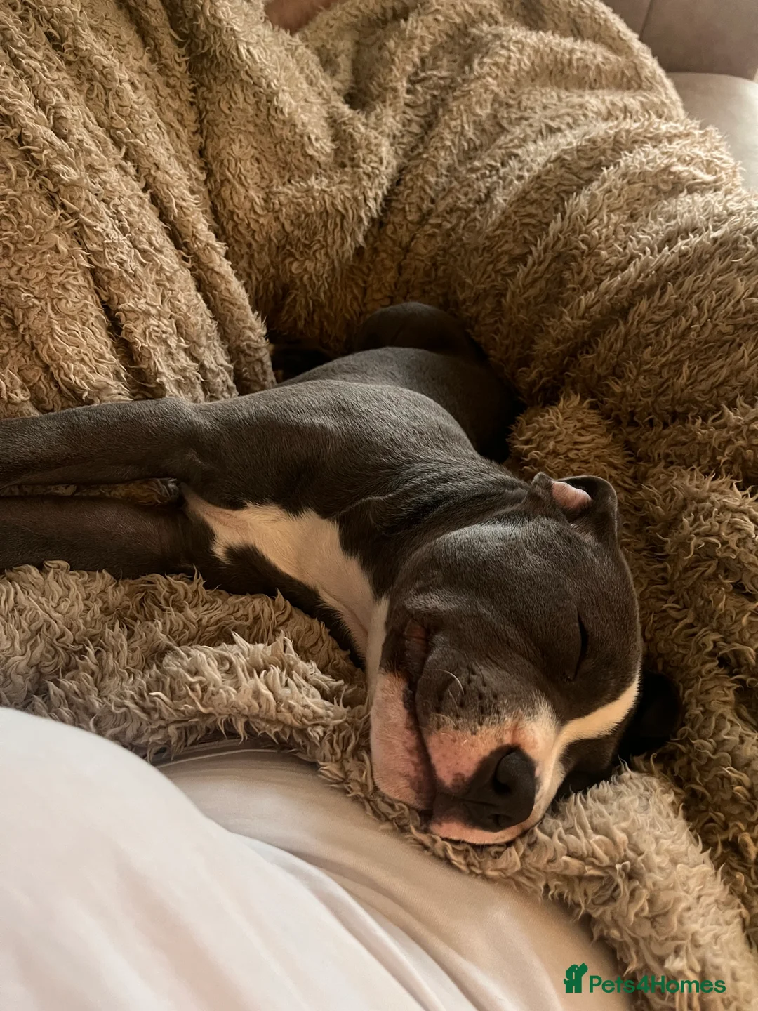 Staffordshire Bull Terrier dogs for sale: Blue Boy Staffy for Sale - Advert 6