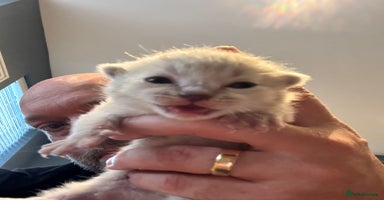 Scottish Fold cats - Advert 8