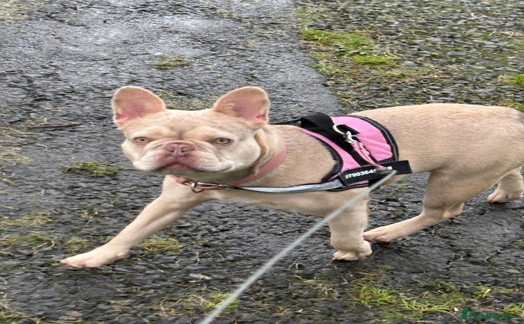 French Bulldog dogs - Advert 6