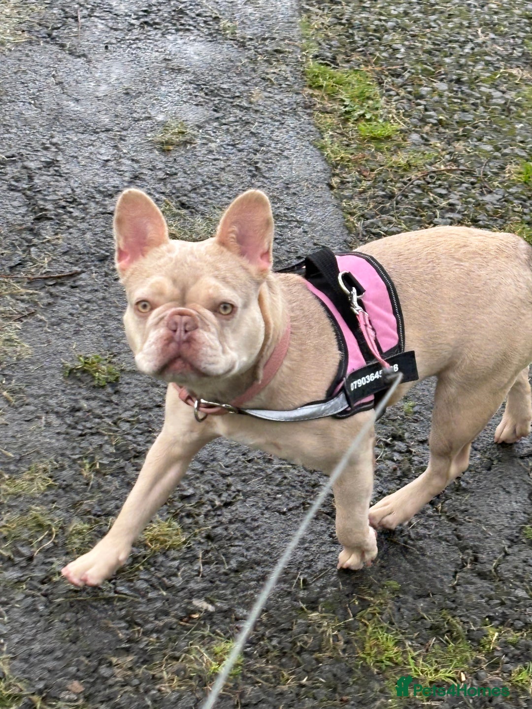French Bulldog dogs for sale: French bulldog  - Image 1