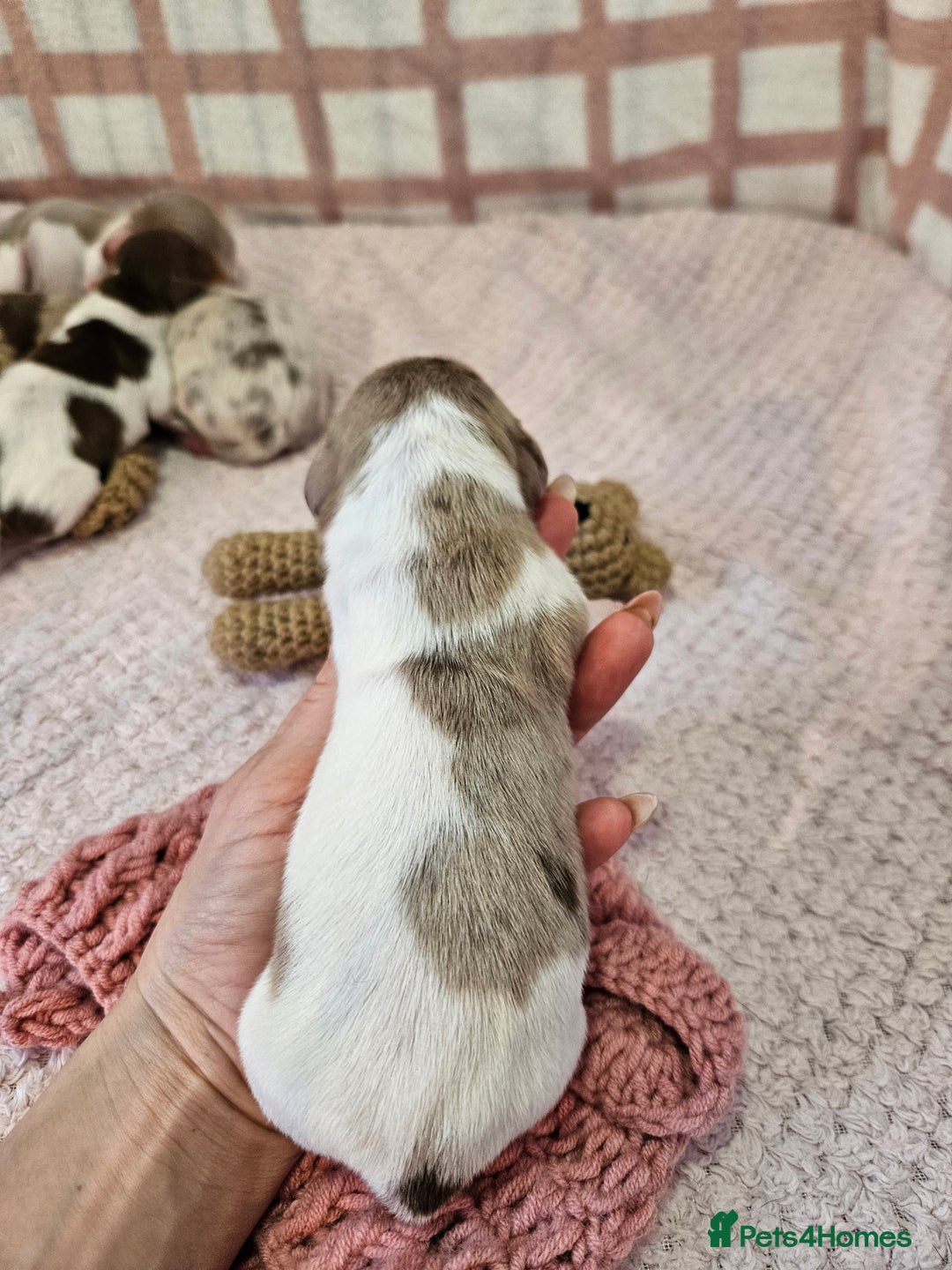 Miniature Dachshund dogs for sale: Stunning KC miniaturedachshunds KC - Advert 28