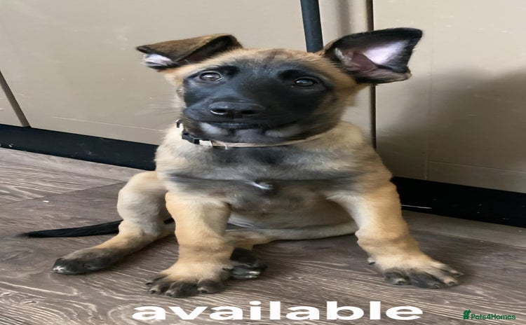 Belgian Shepherd Dog dogs - Advert 4
