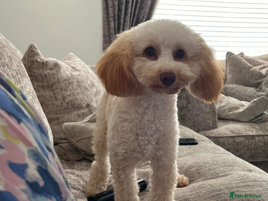Toy Poodle dogs for sale: Toy Poodle  - Image 3