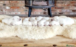 Golden Retriever dogs for sale: Newmiller Retrievers Upcoming Litter Announcement  - Image 13