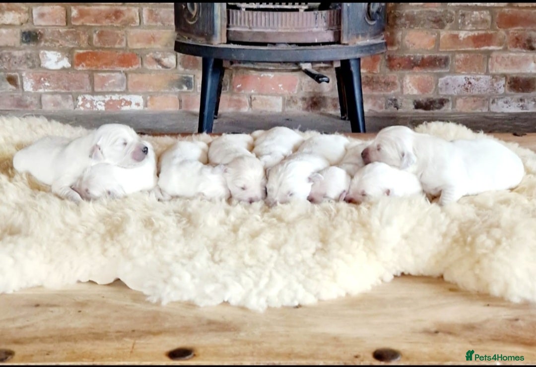 Golden Retriever dogs for sale: Newmiller Retrievers Upcoming Litter Announcement  - Image 13