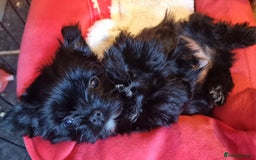 Yorkshire Terrier dogs for sale: Yorkshire Terrier puppies  - Image 16