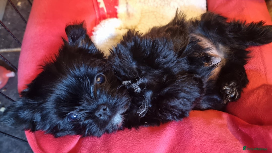 Yorkshire Terrier dogs for sale: Yorkshire Terrier puppies  - Image 16
