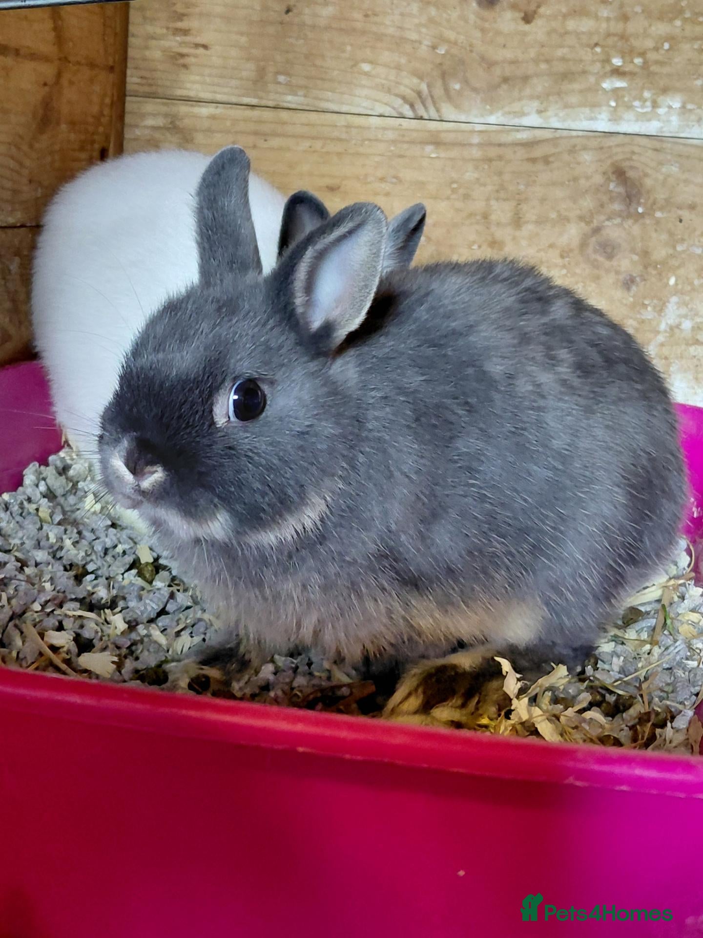 Netherland Dwarf rabbits Netherland dwarf pure bred adult doe.  - Advert 18