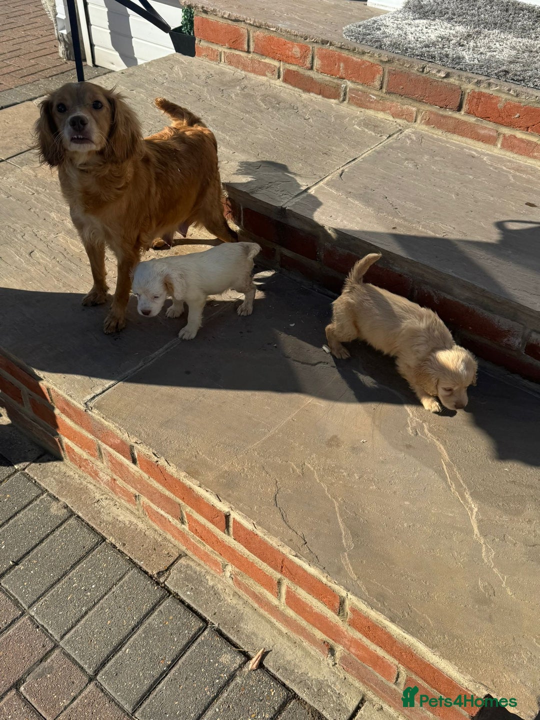 Cocker Spaniel dogs for sale: Champagne cocker spaniel pups  - Image 10