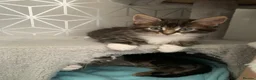 Mixed Breed cats for sale: Beautiful kittens looking for loving home. - Advert 7