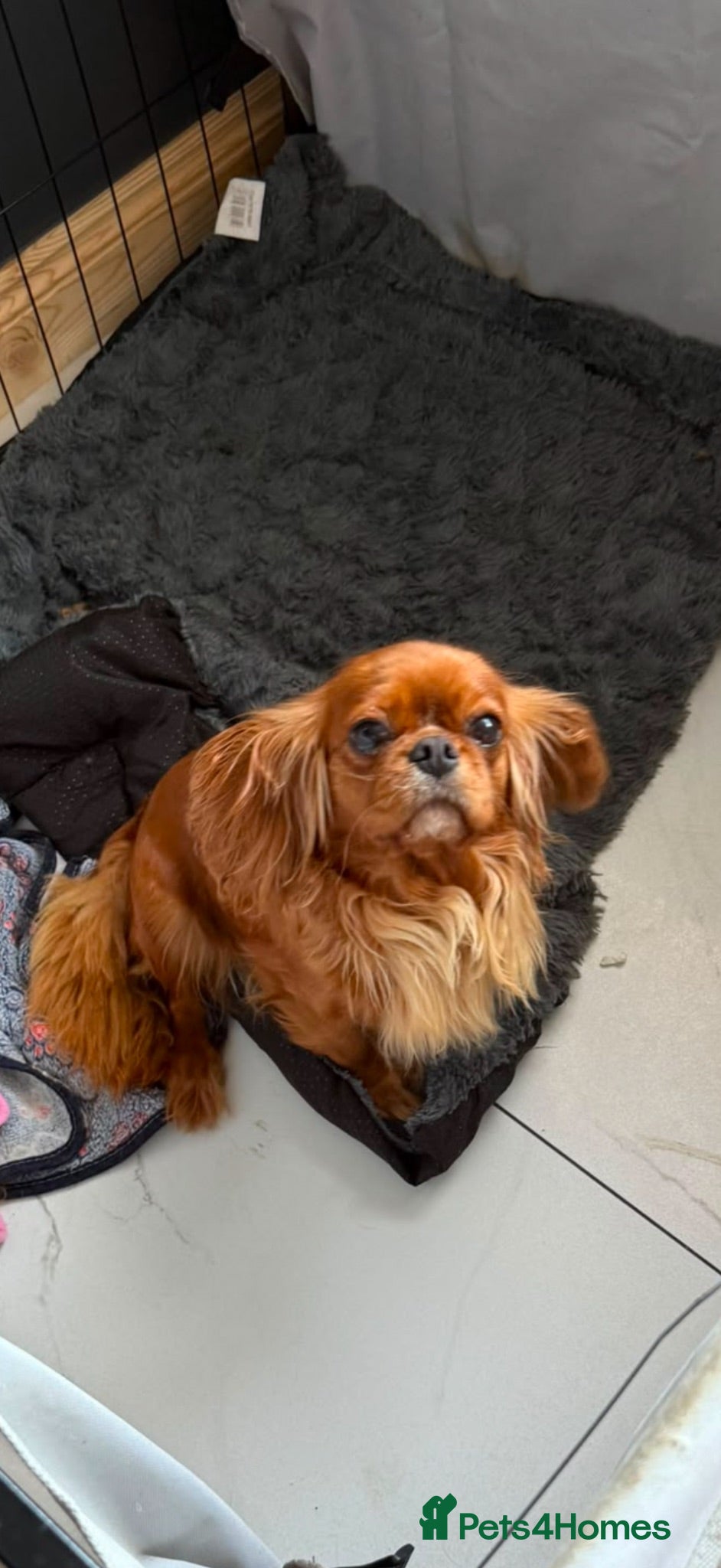 Cavalier King Charles Spaniel dogs Kc reg ruby cavalier adult female  - Advert 3