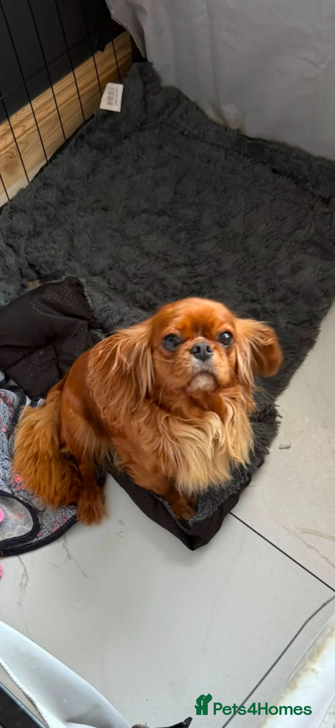 Cavalier King Charles Spaniel dogs for sale: Kc reg ruby cavalier adult female  - Advert 1