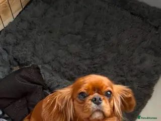 Cavalier King Charles Spaniel dogs Kc reg ruby cavalier adult female - Advert 1