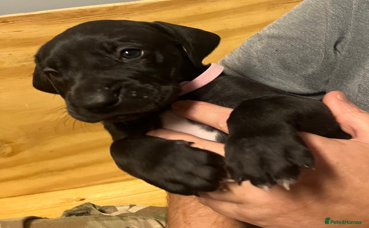 Great Dane dogs - Advert 1