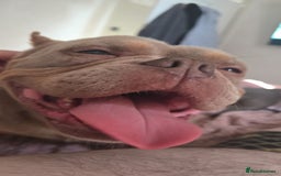 Mixed Breed dogs for sale: Female American pocket bully - Image 9