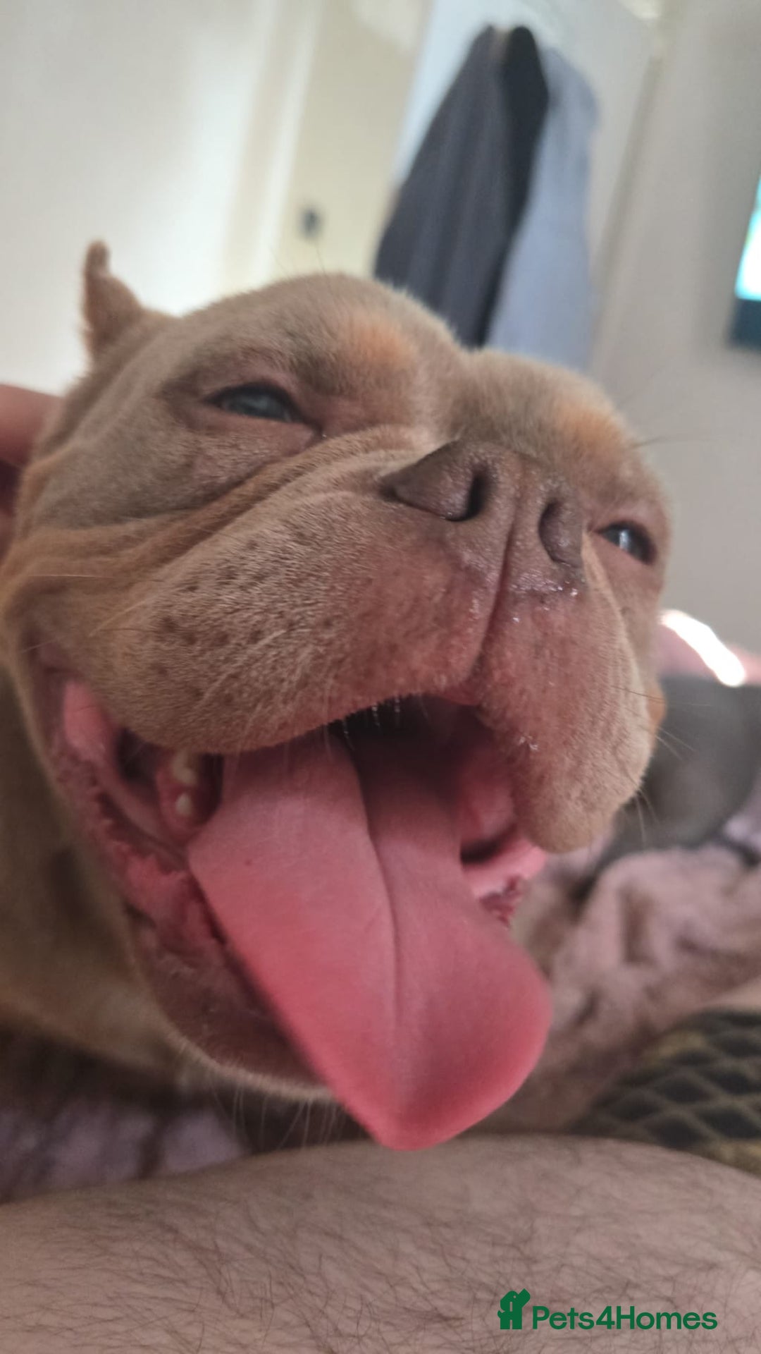 Mixed Breed dogs for sale: Female American pocket bully - Image 9