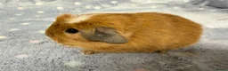 Guinea Pig rodents for sale: Very friendly young and baby boar pair  - Advert 2