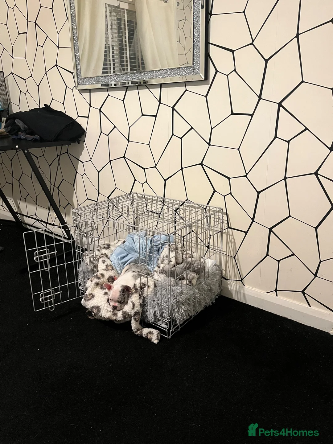 French Bulldog dogs for sale: French Bulldog Puppy in Dudley - Advert 2