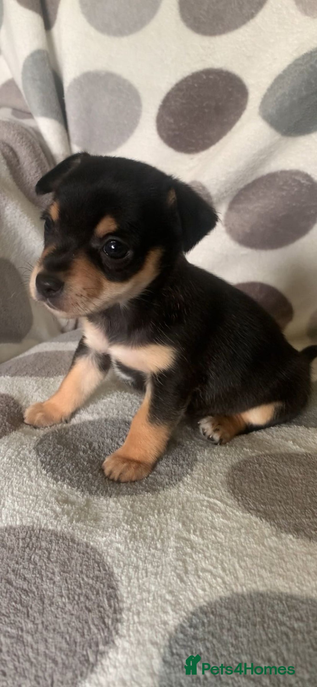 Jack Russell dogs for sale: Exceptional litter of male & female Jack RussellS - Advert 28