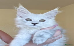 Maine Coon cats for sale: Sweet Maine Coon Kittens  - Image 8
