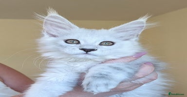 Maine Coon cats - Advert 2