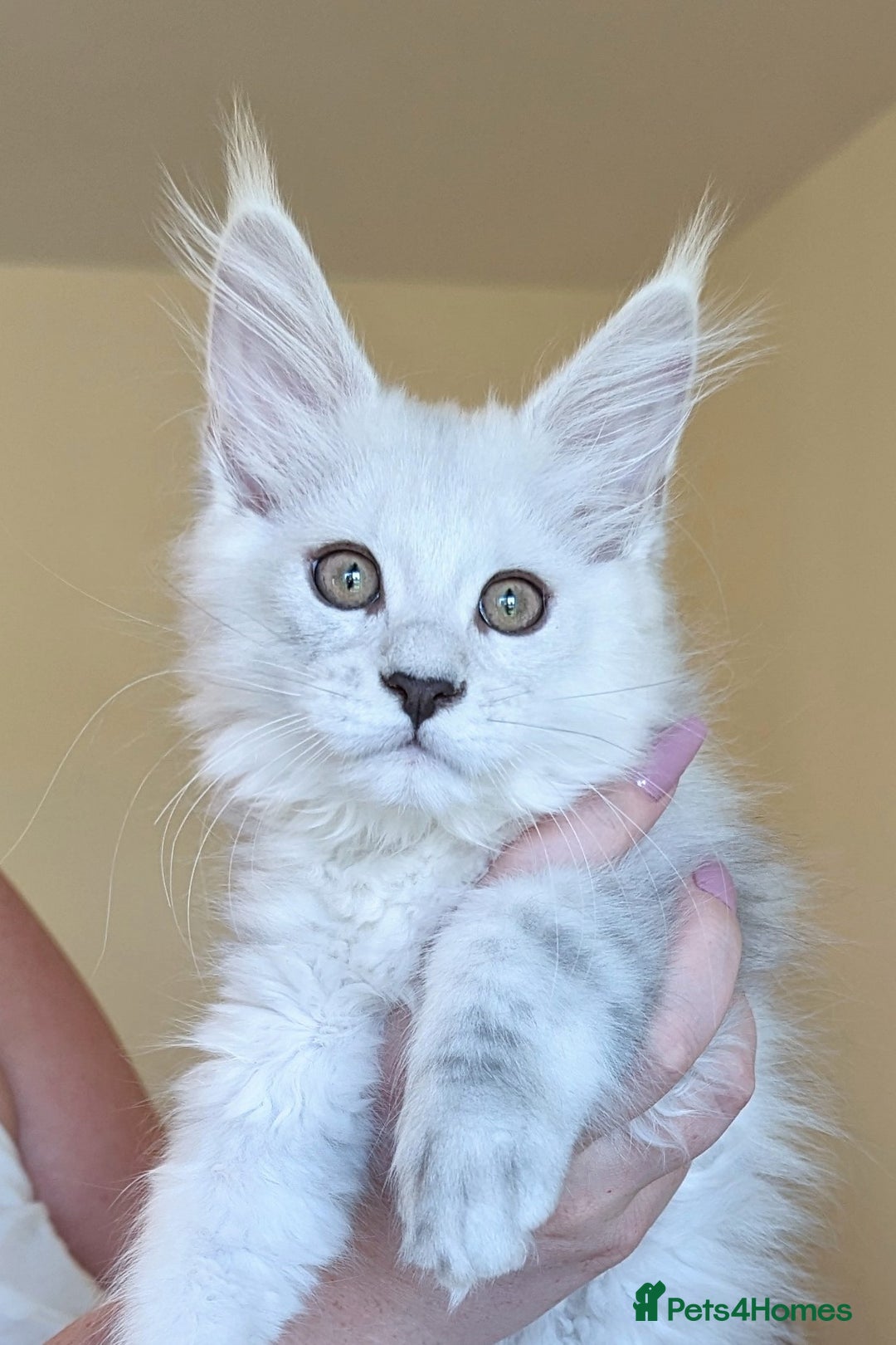 Maine Coon cats for sale: Sweet Maine Coon Kittens  - Image 8