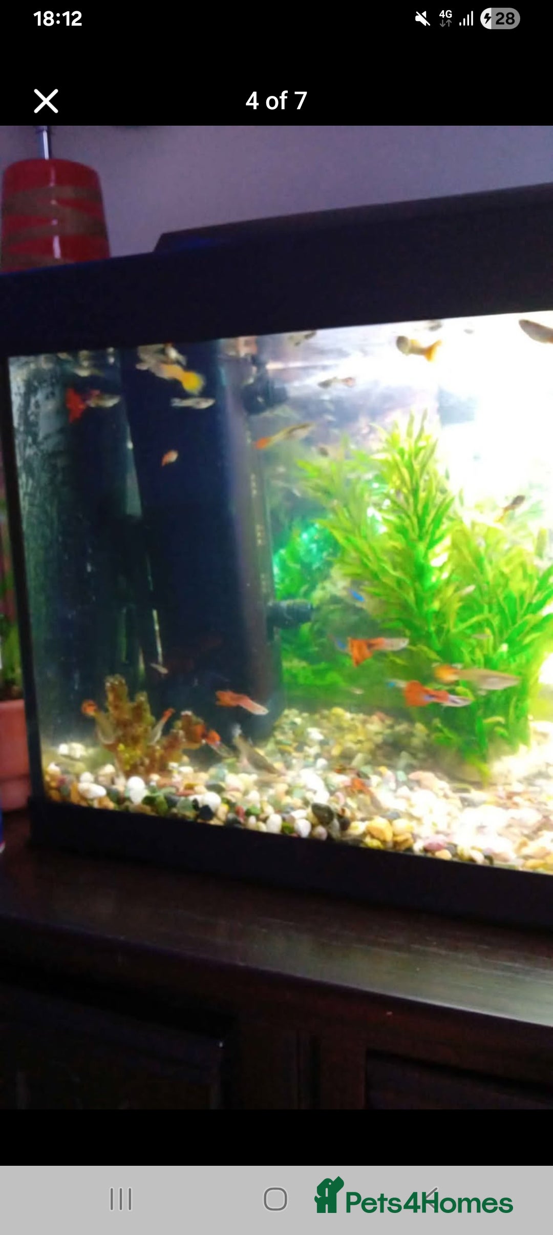 Other/Mixed Breed fish for sale: Aquarium  full of guppies!! - Advert 3