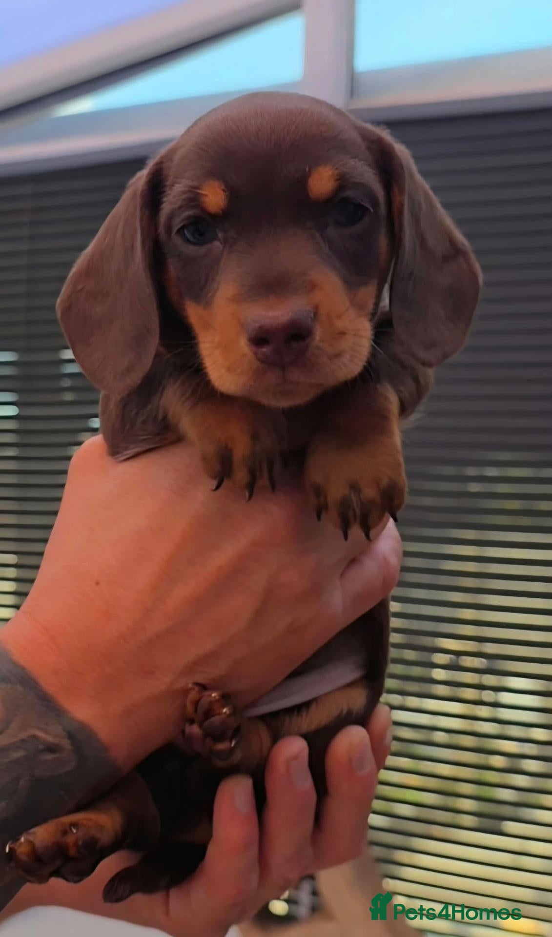 Miniature Dachshund dogs 🐶 READY TODAY 🐶 3 Minature Dachshund puppies 🐶  - Advert 1