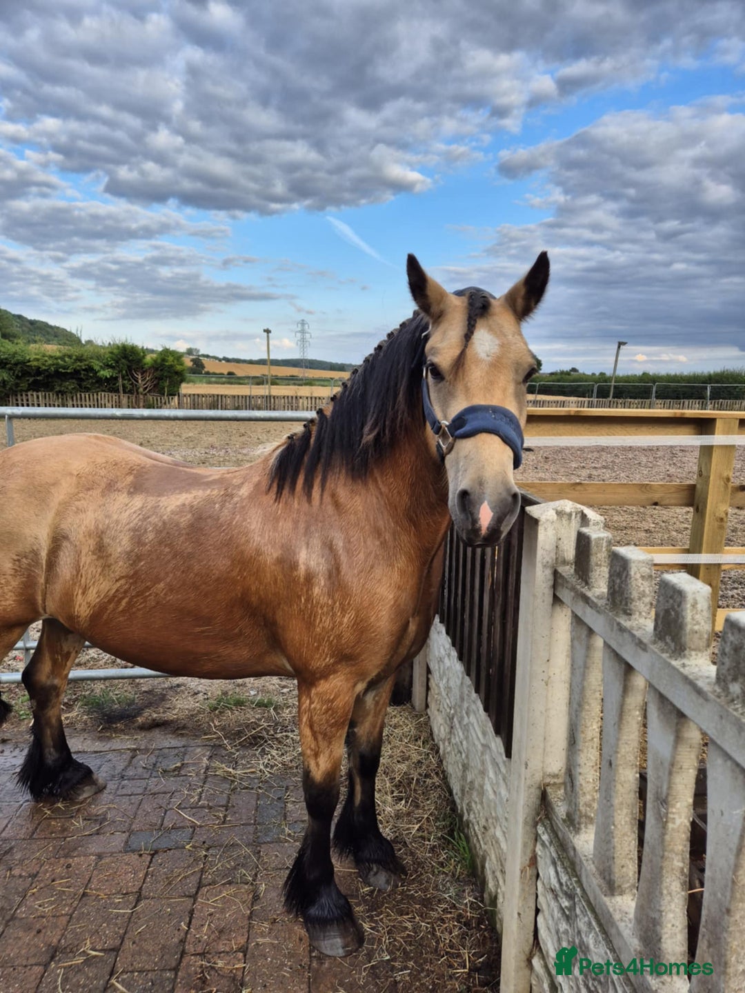 Other Breed horses for sale: DYNAMITE lovely dun gelding all rounder  - Image 5