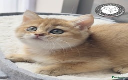 British Shorthair cats for sale: BSH Golden kittens exc quality🏆 Champion line  in Derby - Image 1
