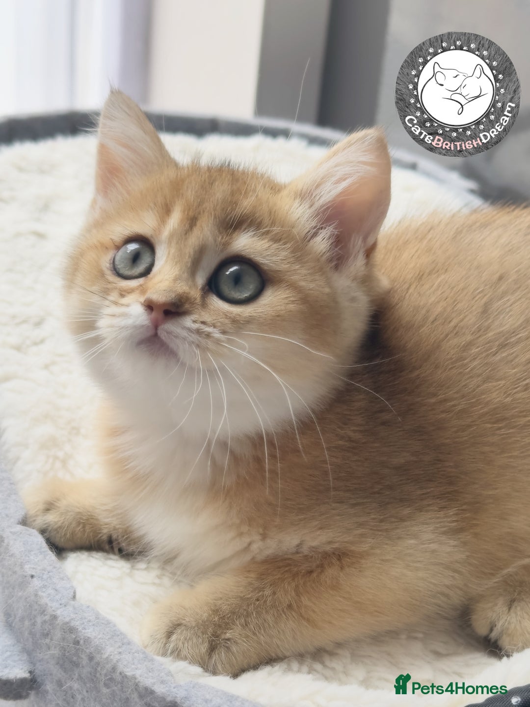 British Shorthair cats for sale: BSH Golden kittens exc quality🏆 Champion line  in Derby - Image 1