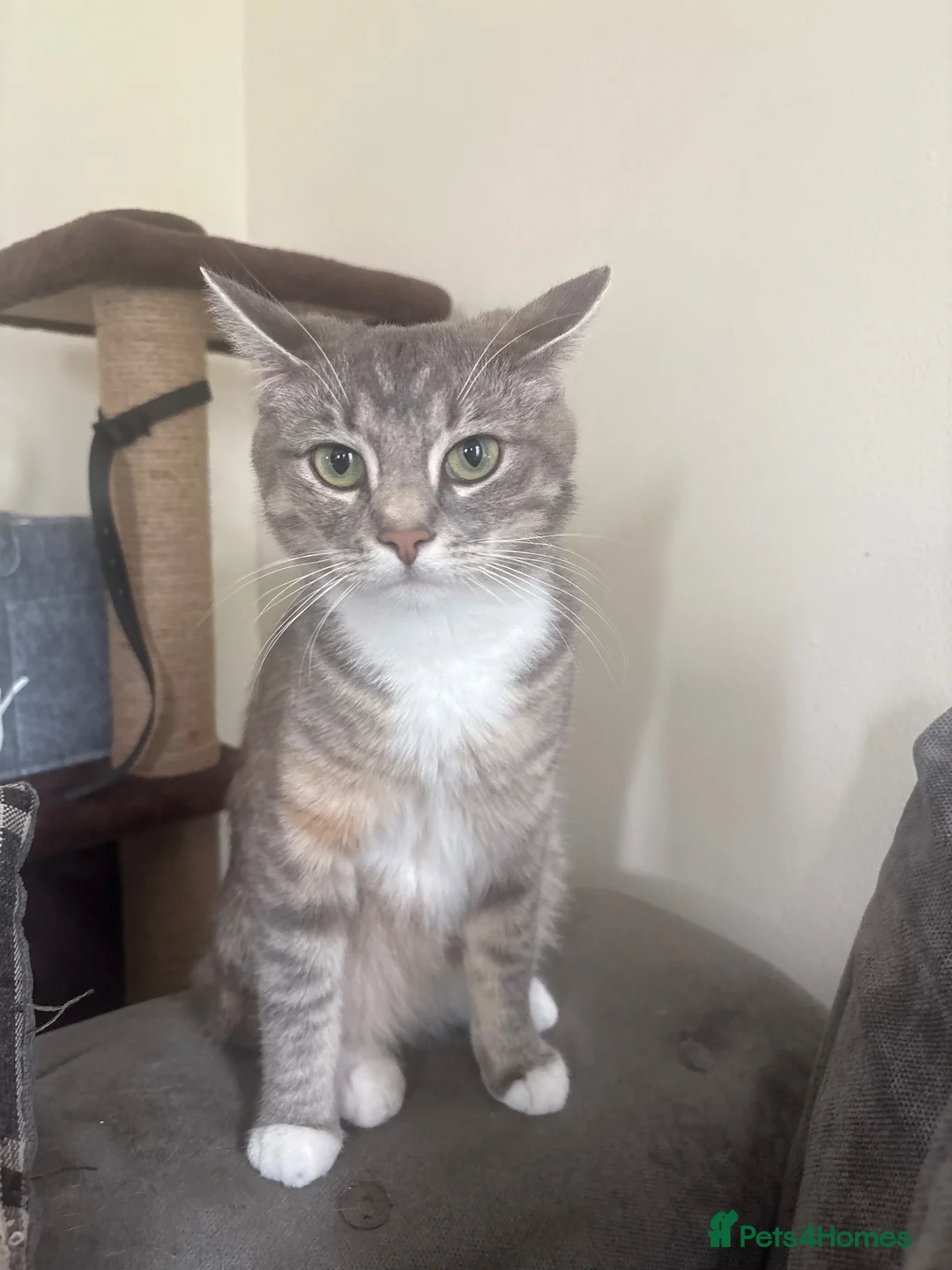Mixed Breed cats for sale: gorgeous 1/4 ragdoll/tabby kittens for sale - Advert 7