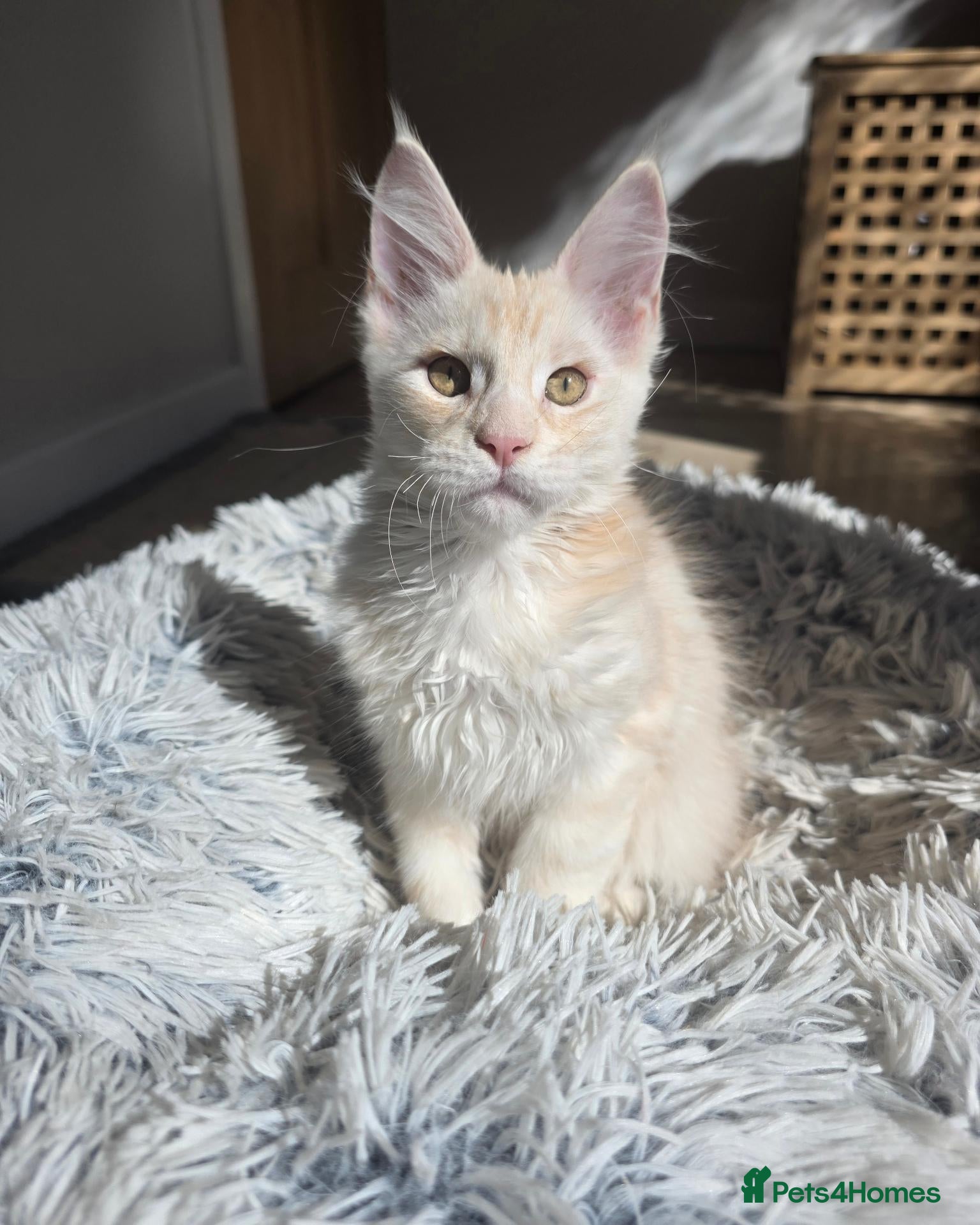 Maine Coon cats TICA Registered Maine Coon Kittens🐾 - Advert 2